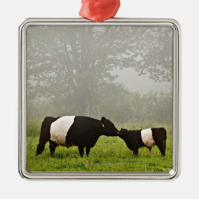 Misty scene of belted galloway cow mothering her metal tree decoration (Front)