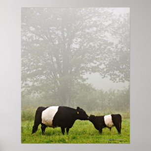 Misty scene of belted galloway cow mothering her poster