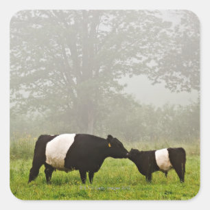 Misty scene of belted galloway cow mothering her square sticker