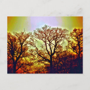 MISTY SUN TREES POSTCARD