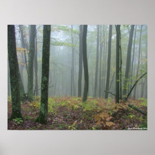 Misty woods poster