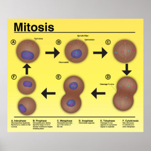 Mitosis Classroom Poster *Updated*