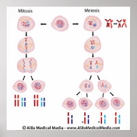 Mitosis vs meiosis diagram poster