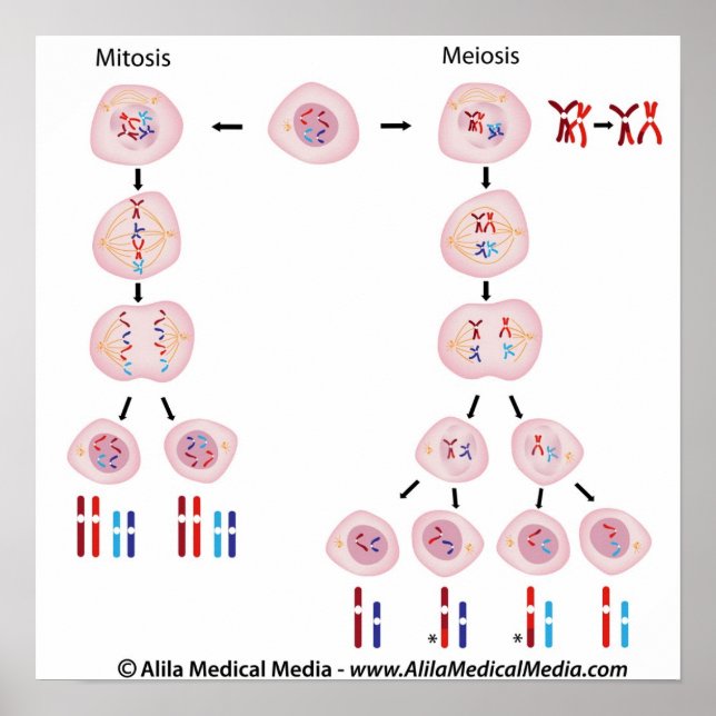 Mitosis vs meiosis diagram poster (Front)