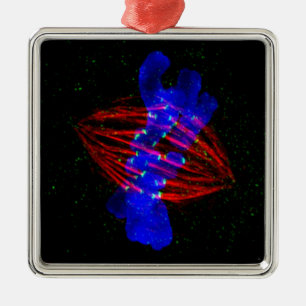 Mitotic Metaphase Metal Tree Decoration