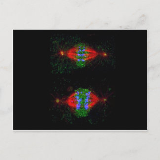 Mitotic metaphase (upper) and anaphase (lower) postcard