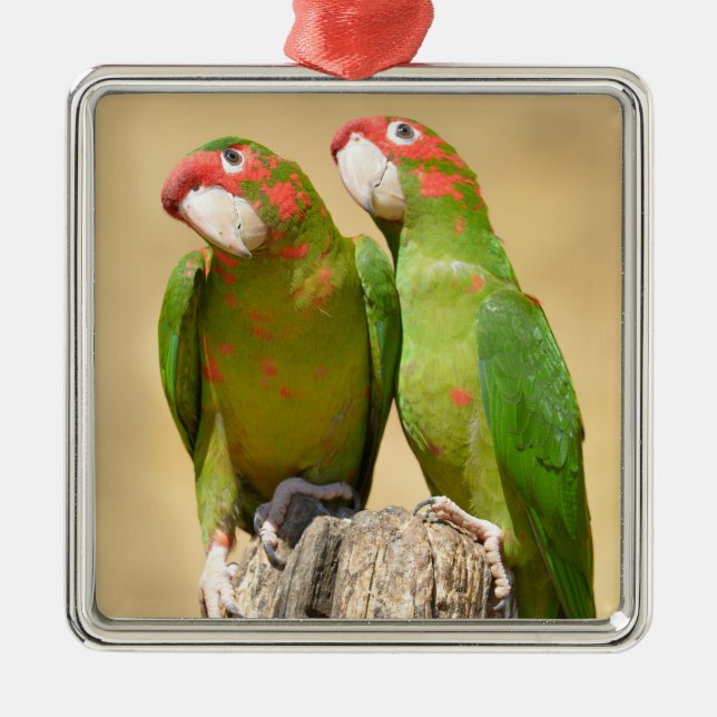 Mitred Parakeet on wood post Postcard Square Stick Metal Tree Decoration (Front)