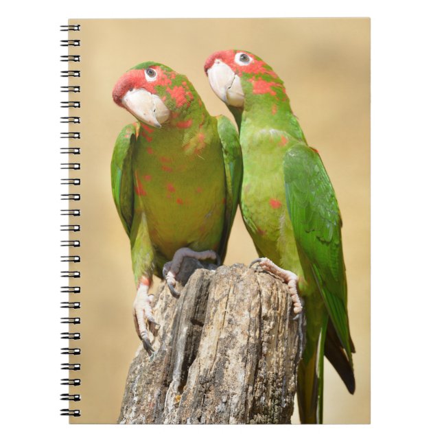 Mitred Parakeet on wood post Postcard Square Stick Notebook (Front)