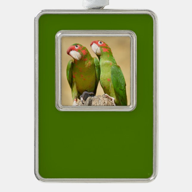 Mitred Parakeet on wood post Postcard Square Stick Silver Plated Framed Ornament (Front)