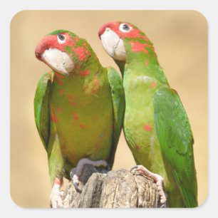Mitred Parakeet on wood post Postcard Square Sticker