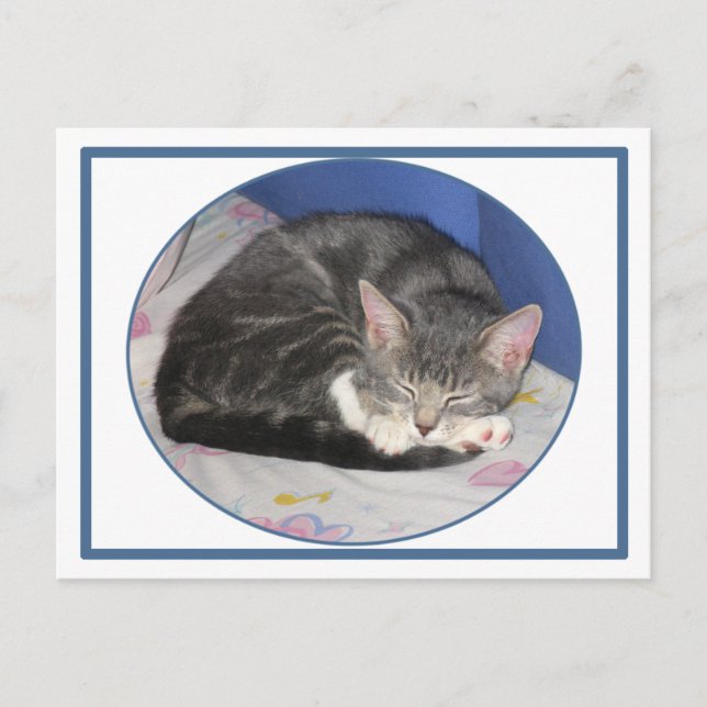 Mittens Kitten Nap Postcard (Front)