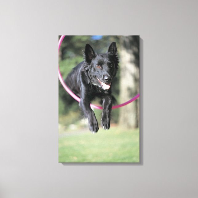 Mixed Border Collie Canvas Print (Front)