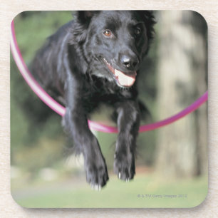 Mixed Border Collie Coaster