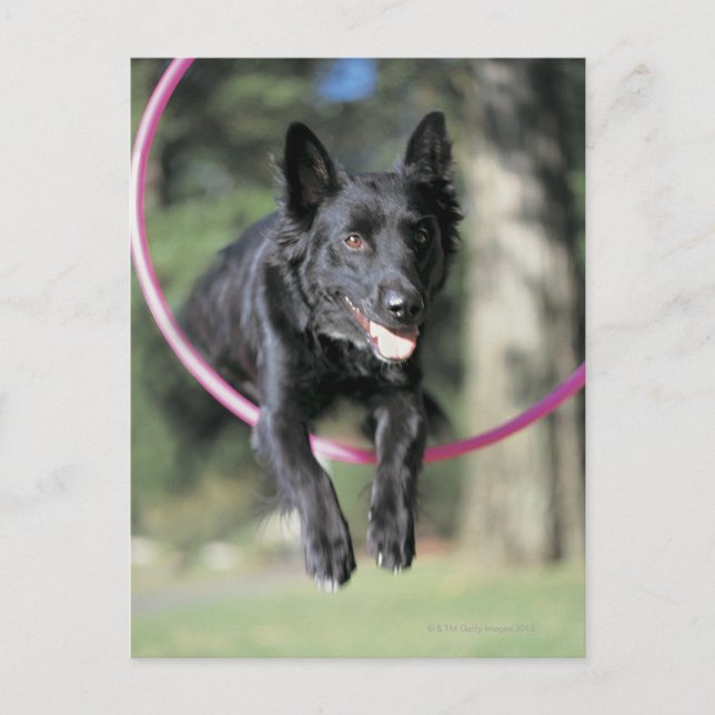 Mixed Border Collie Postcard (Front)