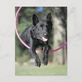 Mixed Border Collie Postcard