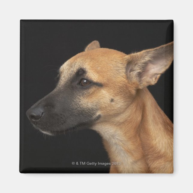 Mixed breed dog looking to the left on black magnet (Front)