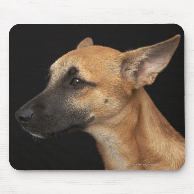 Mixed breed dog looking to the left on black mouse pad (Front)
