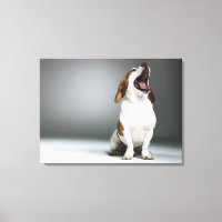Mixed breed dog yawning, close-up