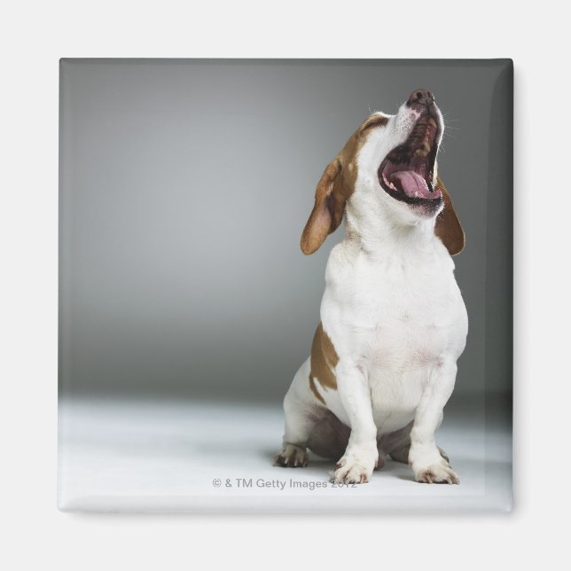 Mixed breed dog yawning magnet (Front)