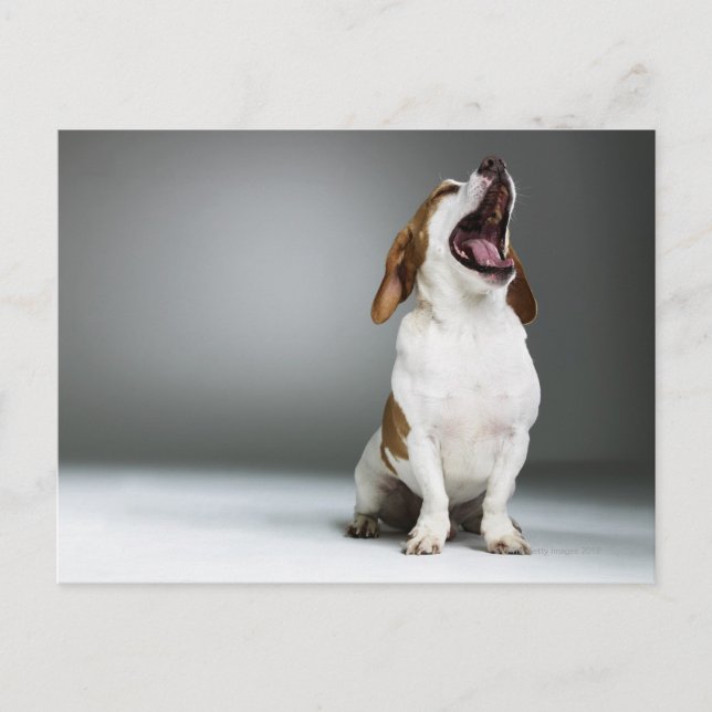 Mixed breed dog yawning postcard (Front)