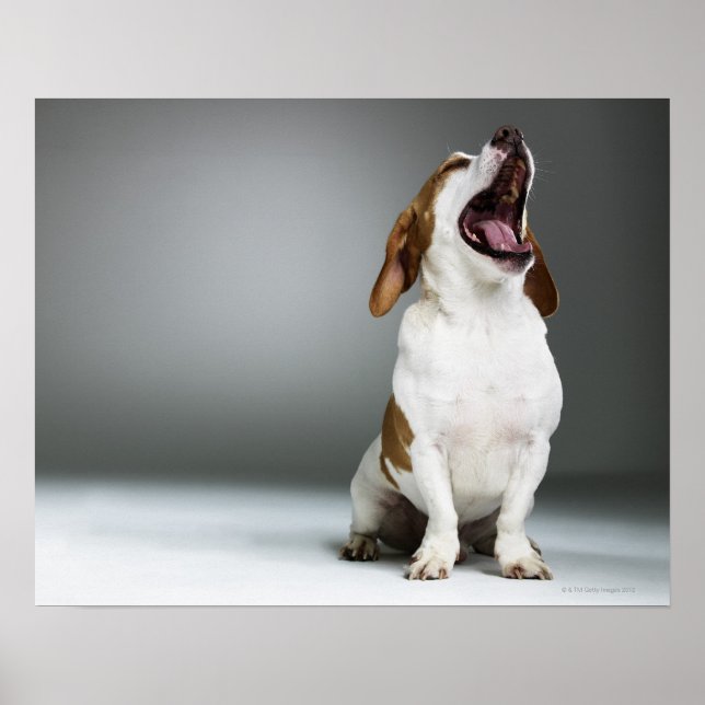 Mixed breed dog yawning poster (Front)