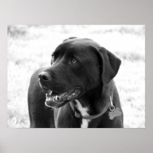 Mixed Breed Poster