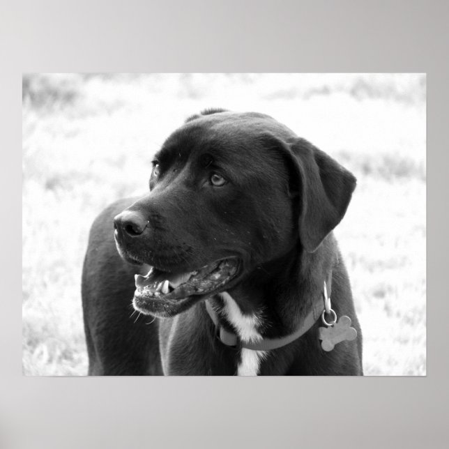 Mixed Breed Poster (Front)