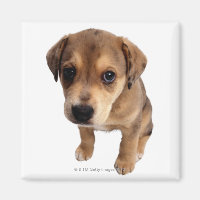 Mixed-Breed Puppy
