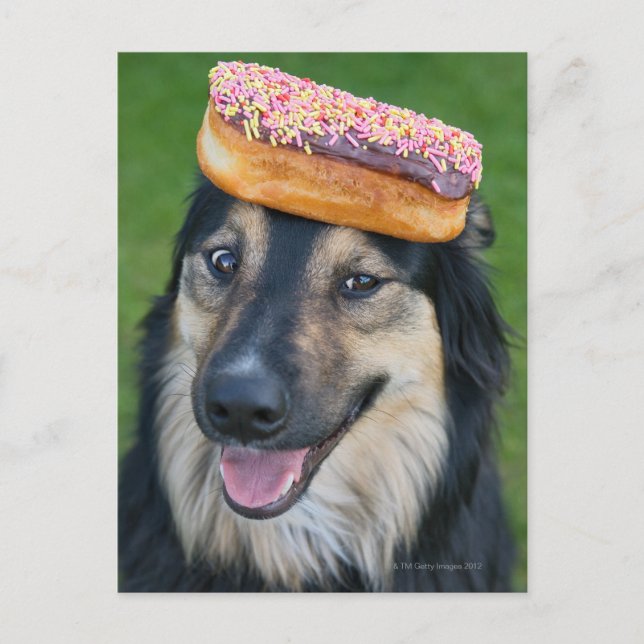 Mixed breed shepherd with doughnut on head postcard (Front)