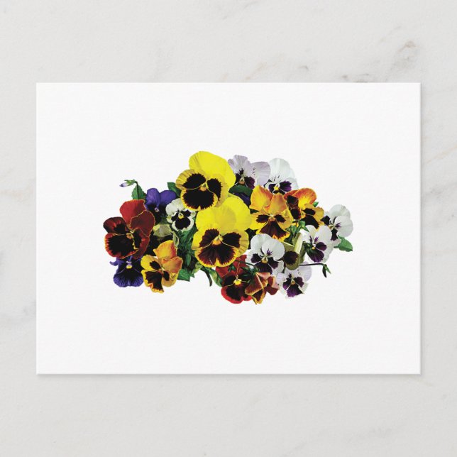 Mixed Pansies Postcard (Front)