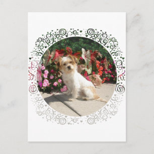 Mixed Terrier Breed Rescue Doggie Postcard