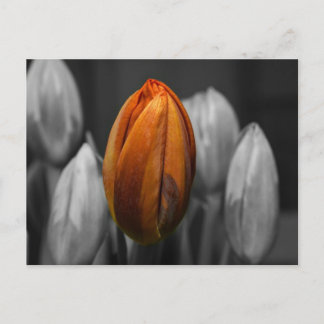 Mixed Tulips Postcard