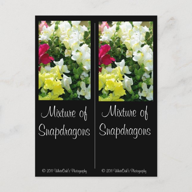 Mixture of Snapdragons Postcard (Front)