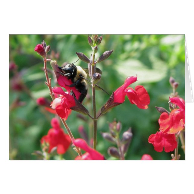 Mmmm, pollen (Front Horizontal)