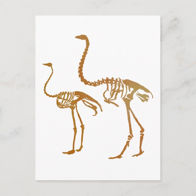 Moa and ostrich skeleton postcard (Front)