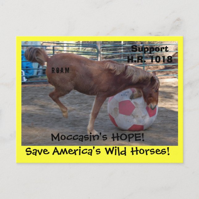 Moccasin's HOPE - save Wild Horses & Burros Postcard (Front)