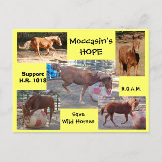 Moccasin's HOPE - save Wild Horses & Burros Postcard