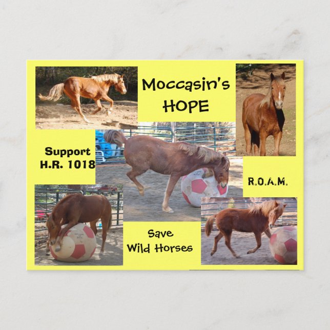 Moccasin's HOPE - save Wild Horses & Burros Postcard (Front)