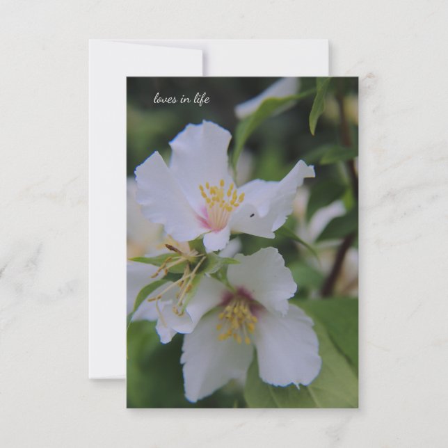 Mock Orange Flower Card (Front)