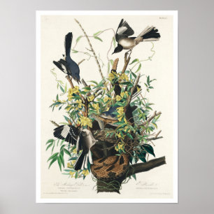 Mocking Bird by Audubon Poster