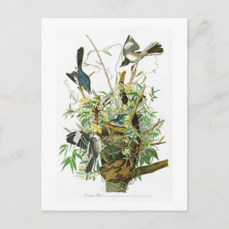 Mocking Bird John James Audubon Birds of America Postcard