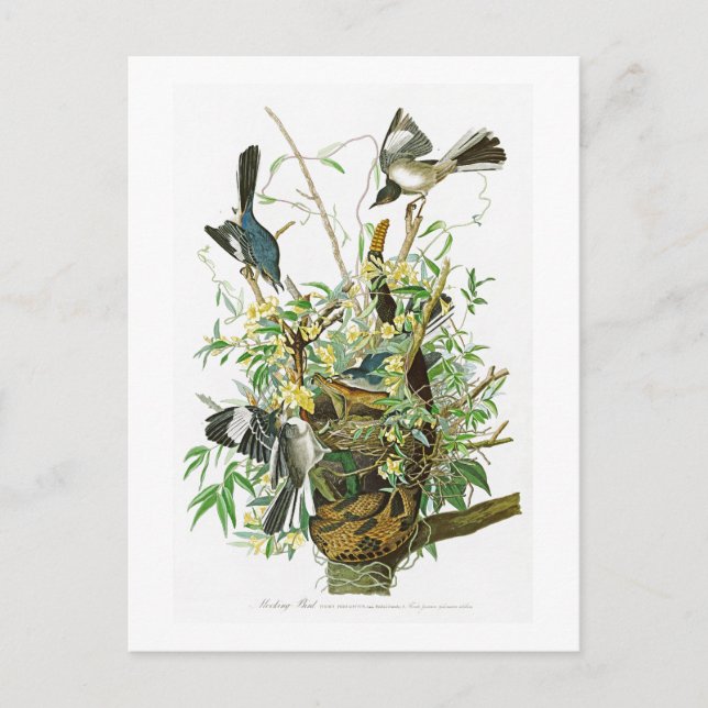Mocking Bird John James Audubon Birds of America Postcard (Front)
