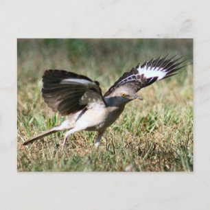 Mocking Bird Photo Postcard