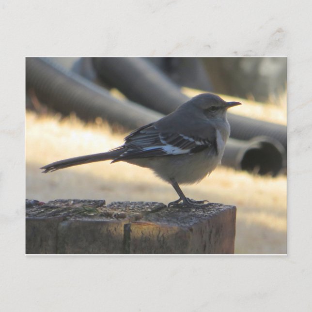 Mocking Bird Postcard (Front)