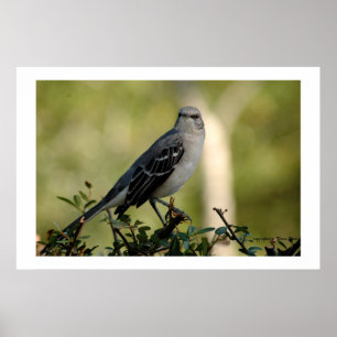 mocking bird poster
