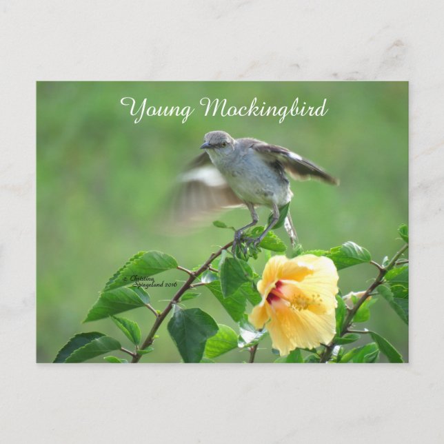 Mockingbird bird Hibiscus Postcard (Front)