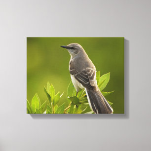 Mockingbird Bird Lovers Gifts Canvas Print