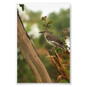 Mockingbird in A Crepe Myrtle Tree Photo Print