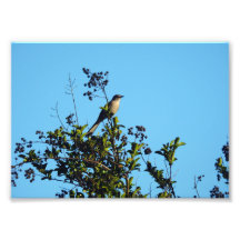Mockingbird In A Tree