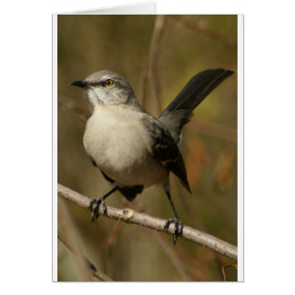 Mockingbird Ornithology
